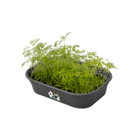 green basics grow tray s living black